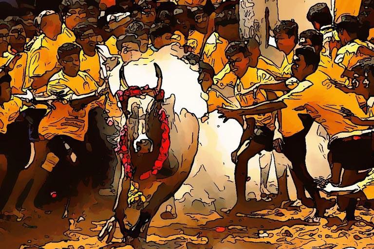 JALLIKATTU - BULL TAMING SPORT JALLIKATTU - BULL TAMING SPORT